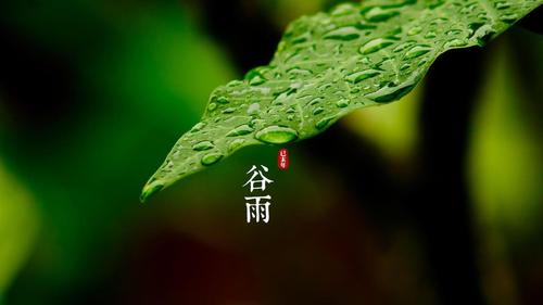 明朝知谷雨，無策禁花風(fēng)
