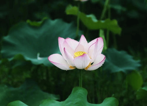 大暑節(jié)氣至，清風(fēng)此處尋。
